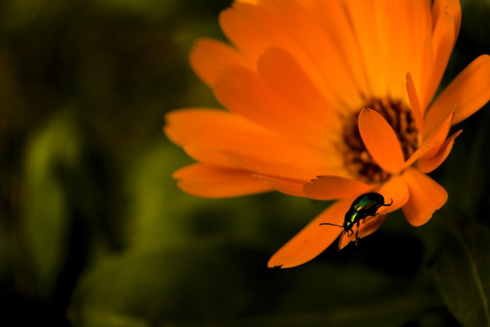 Orange insect spring