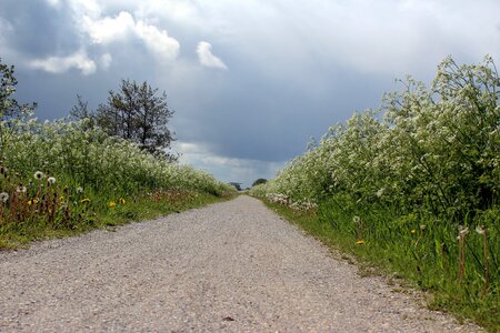 Cow parsley clouds nature