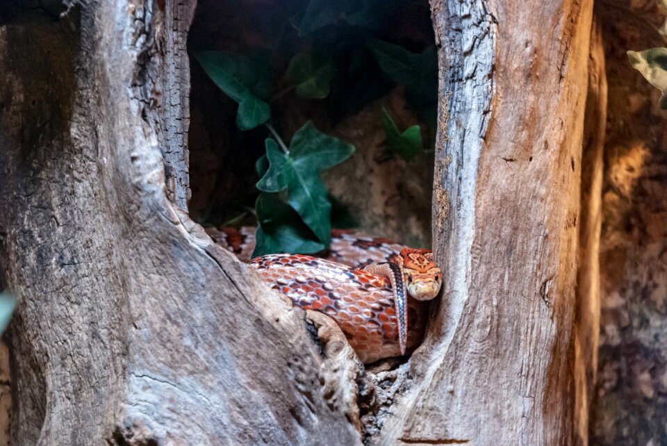 Snake reptile nature