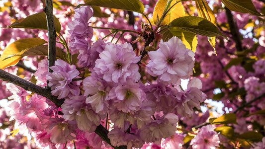 Sakura flowers Free photos
