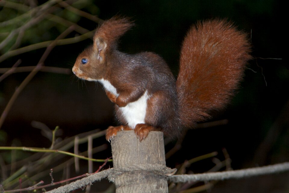 Fauna nature animal world