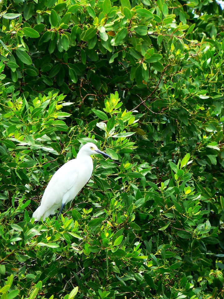 Aquarium island rosario islands