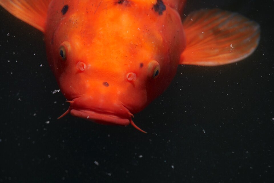 Water pond koi carp