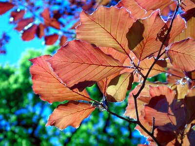 Plant tree foliage photo