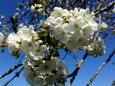 Garden blue sky