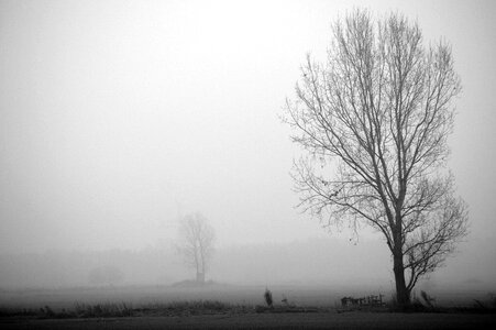 Cold frost tree photo