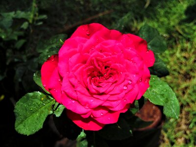 Red love rose photo