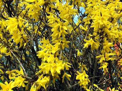 Spring bloom ornamental shrub photo