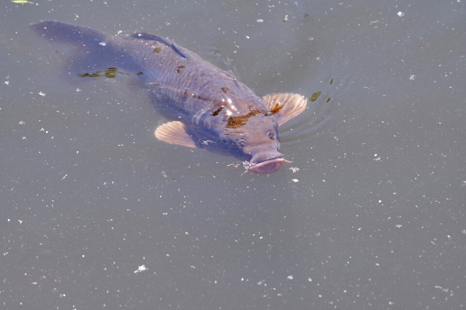 Water pond koi carp photo