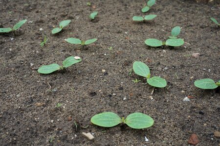 Garden nature seeds