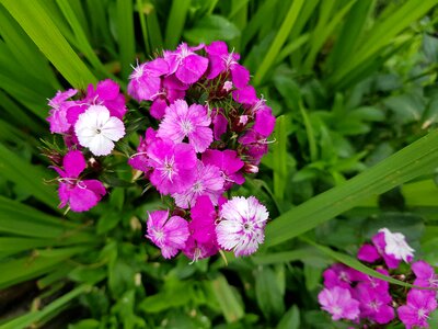 Nature wildflower