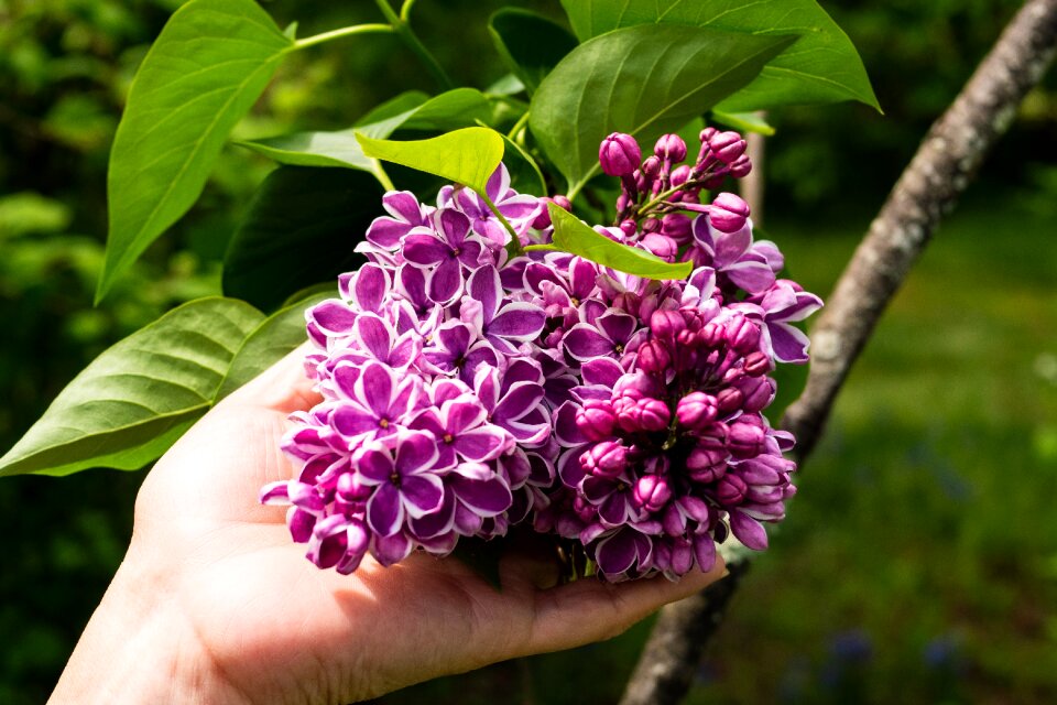 Flower garden spring