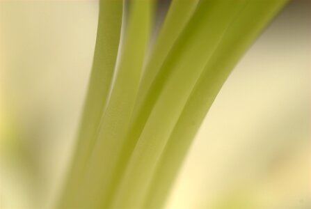 Plant green