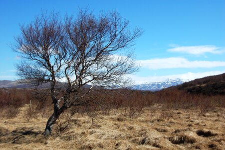 Iceland lone tree vegetation