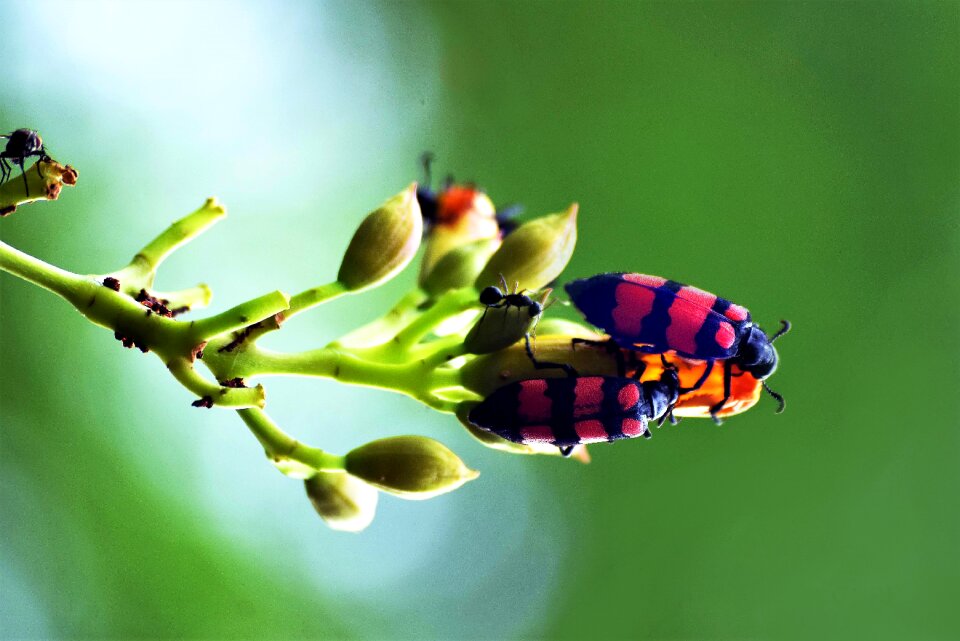 Nature insect animal