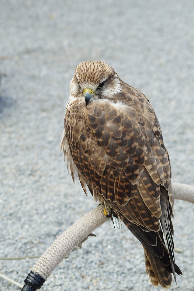 Plumage bird of prey fluffy