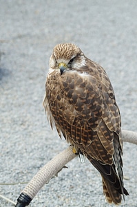 Plumage bird of prey fluffy