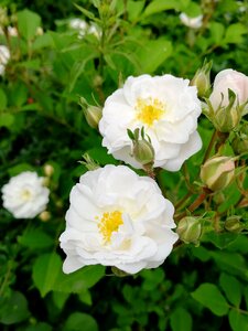 White flowers spring Free photos