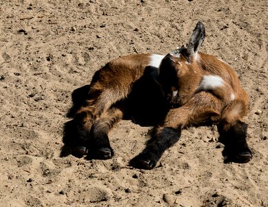Young animal animal world mammal