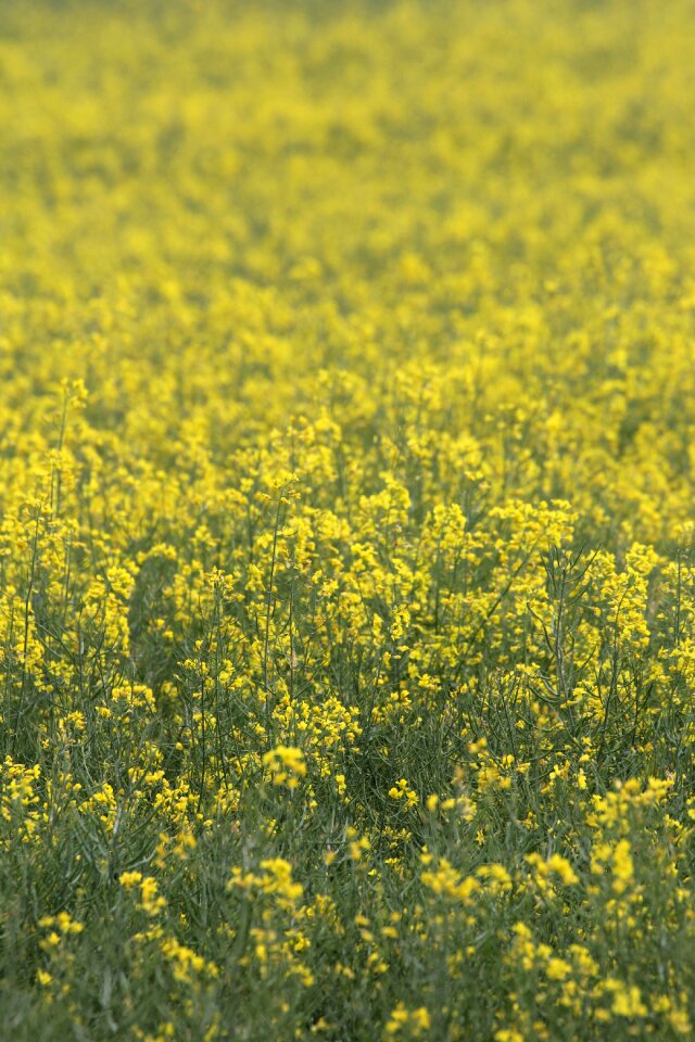 Rape blossom blossom bloom