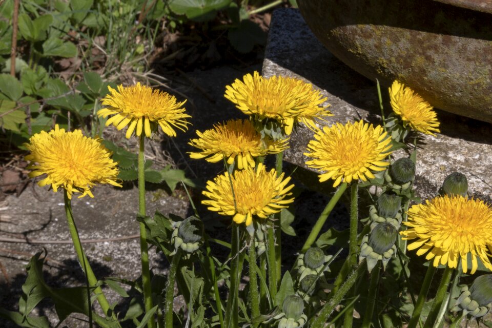Natural botany flower