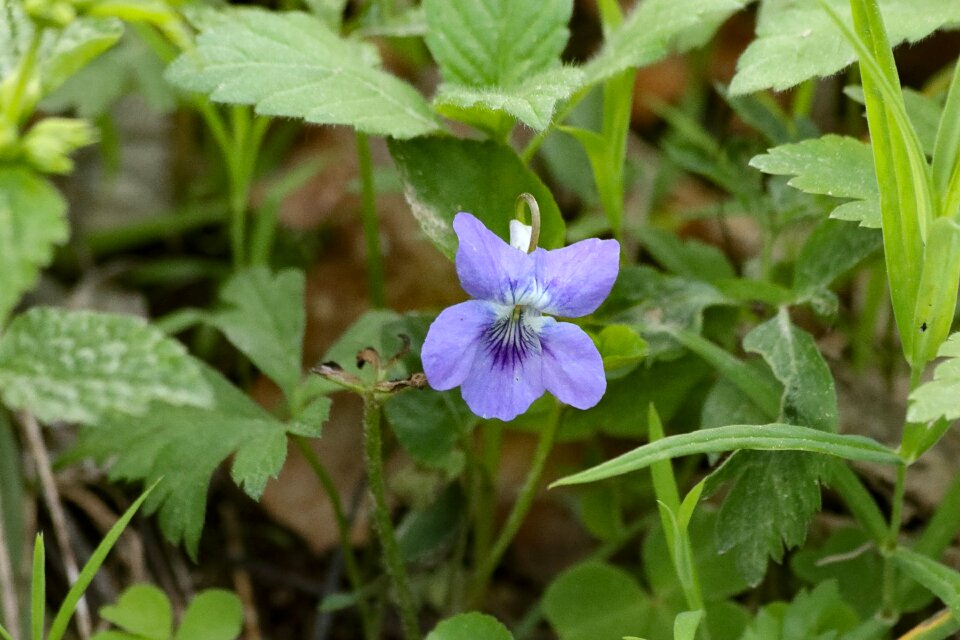 Plant little blue