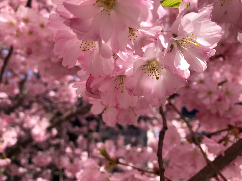 Cherry tree pink bloom