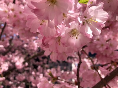 Cherry tree pink bloom