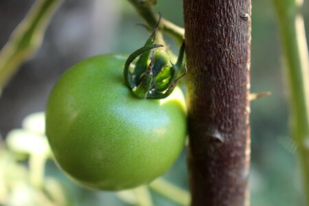 Green nature fruit