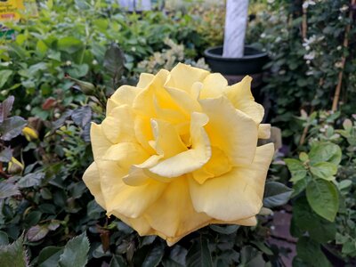 Garden yellow rose