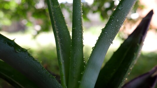 Leaf vera cactus photo