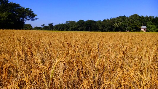 Golden rice brown rice