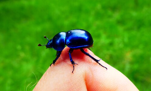 At the court of the beetle nature photo