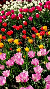 Beauty pollen plants