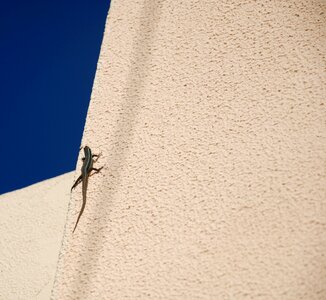 Nature lizard gad photo