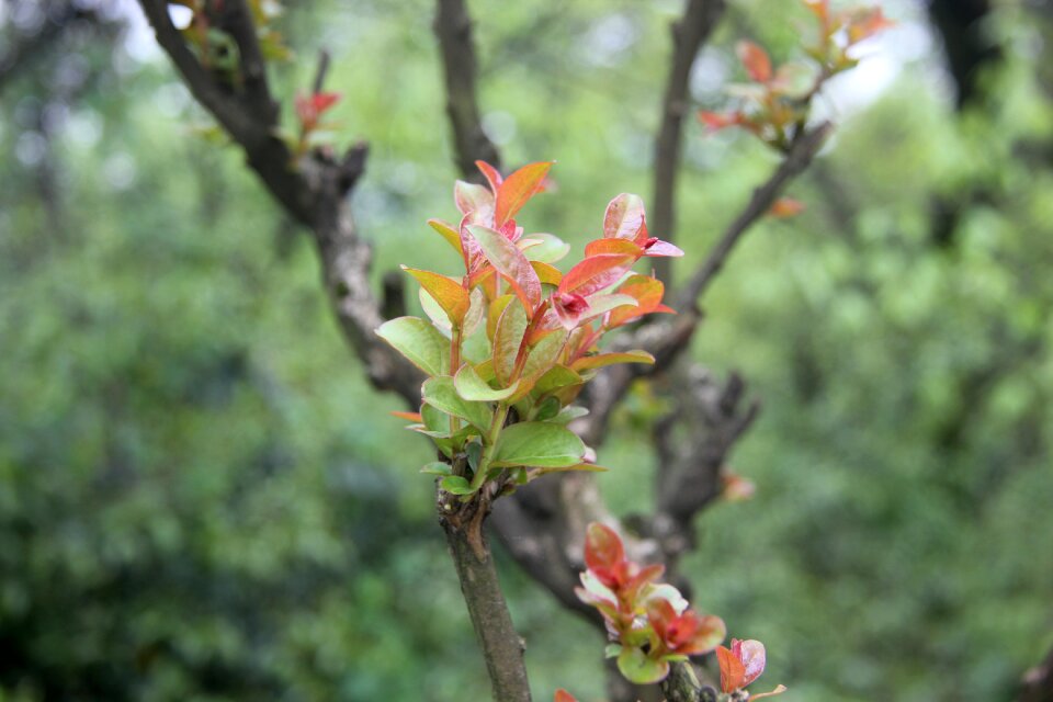 Life hope plant