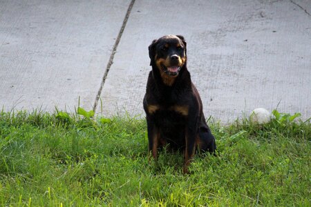 Rottweiler pet photo