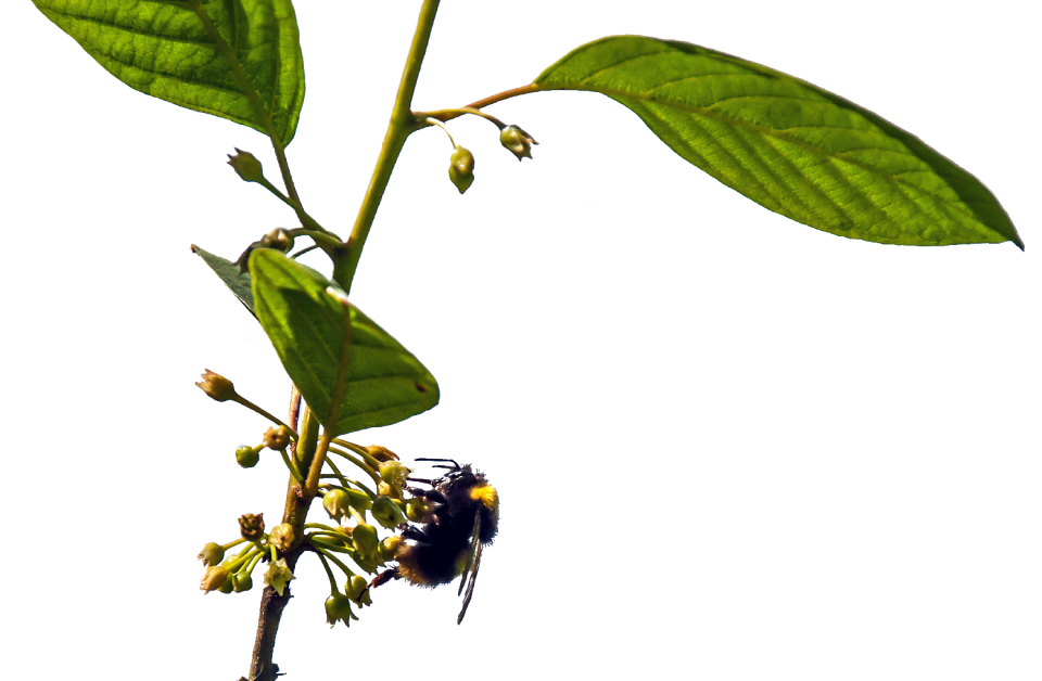Close up flower pollination