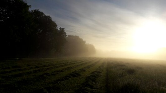Grass agriculture forage
