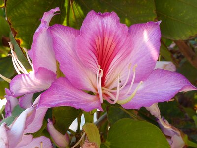 Summer flower purple flower