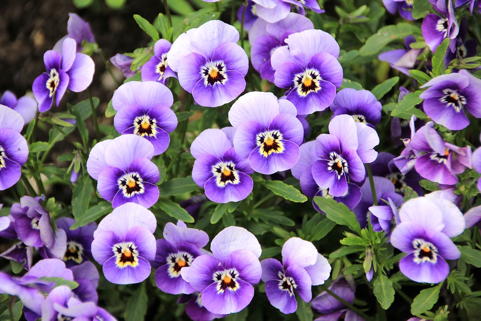 Plant purple violet