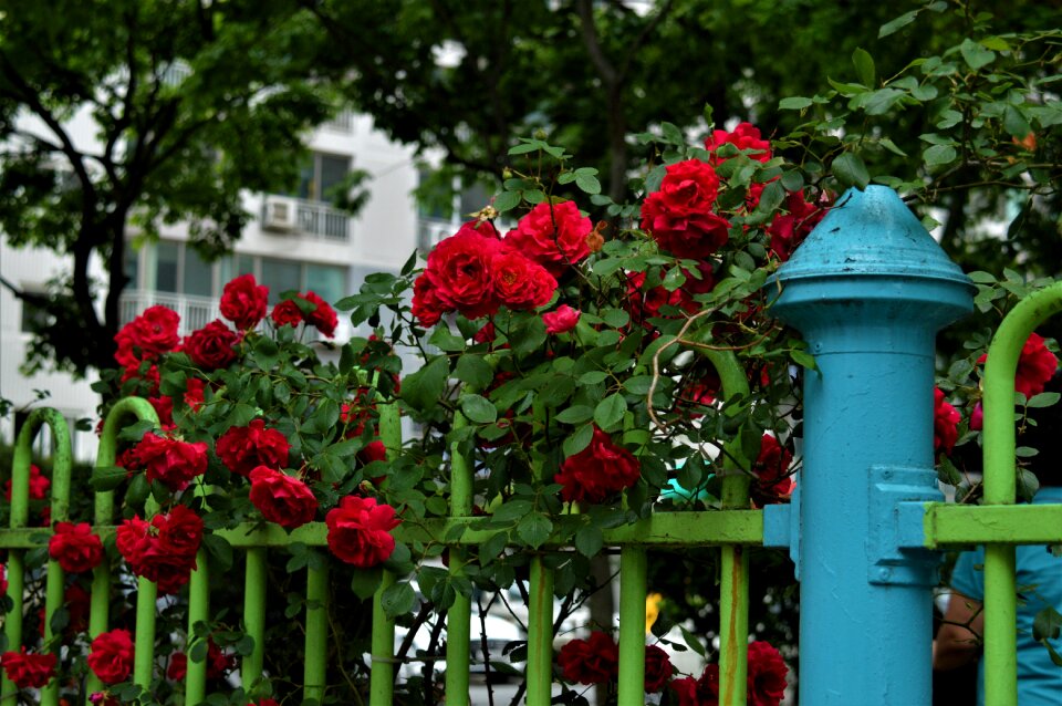 Rose flowers nature