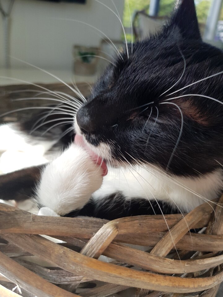 Domestic mammal cute