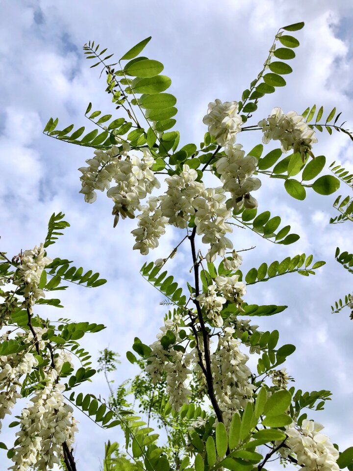 Robinia pseudoacacia flora nature