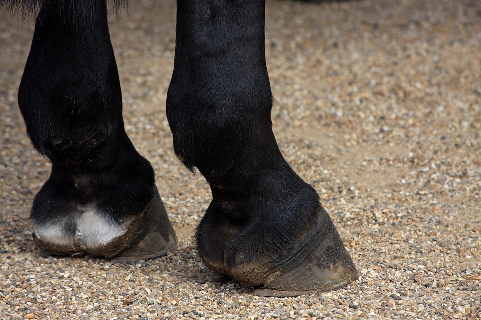 Hoof close-up details
