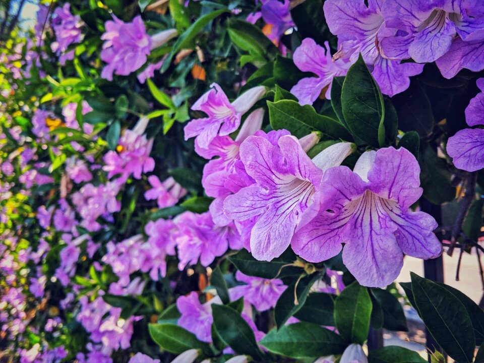 Purple flowers natural Free photos