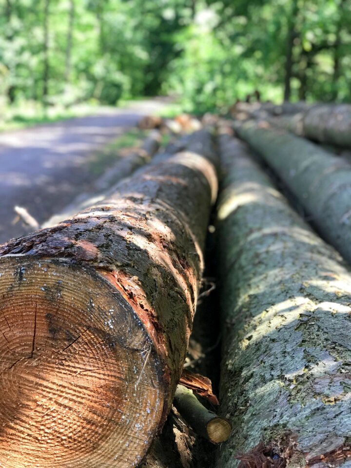 Trees nature log