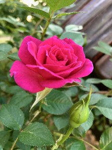 2018 red rose blossom