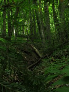 Wild trunk