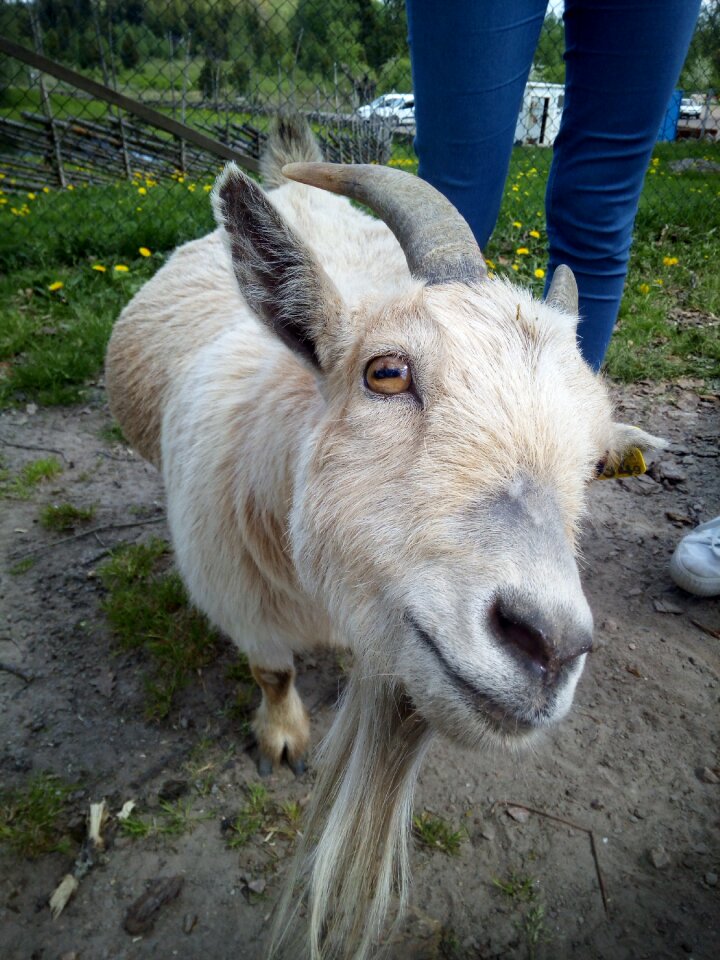 Animals safari goat